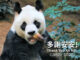 Panda An An of Ocean Park in Hong Kong (SOURCE: Ocean Park Hong Kong)