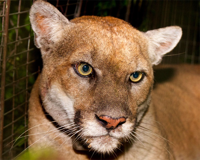 mountain-lion-p-22-captured-in-los-feliz-south-of-griffith-park-after