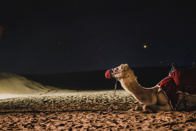 Camel in Dubai at night by Vuong Viet/Pixabay