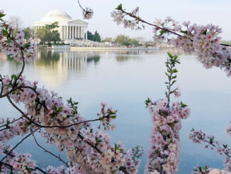 Cherry blossoms near the Jefferson Memorial in Washington D.C.