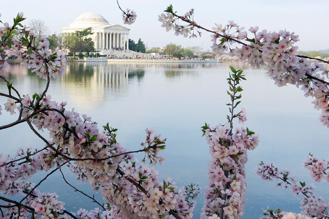 Cherry blossoms near the Jefferson Memorial in Washington D.C. 