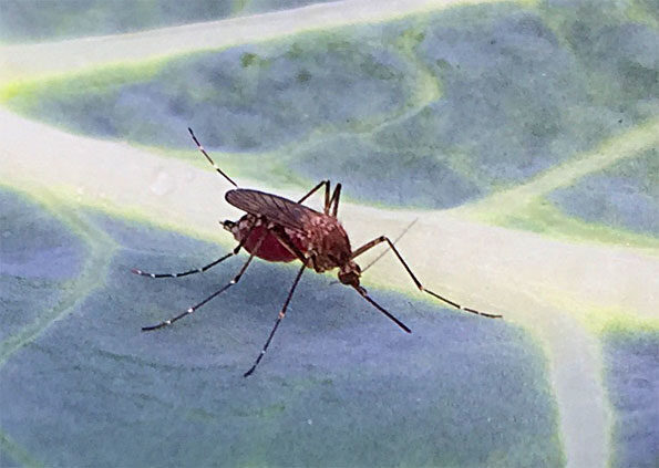 Inland Floodwater (Aedes vexans) or Asian Tiger Mosquito (Aedes albopictus) on Broccoli.